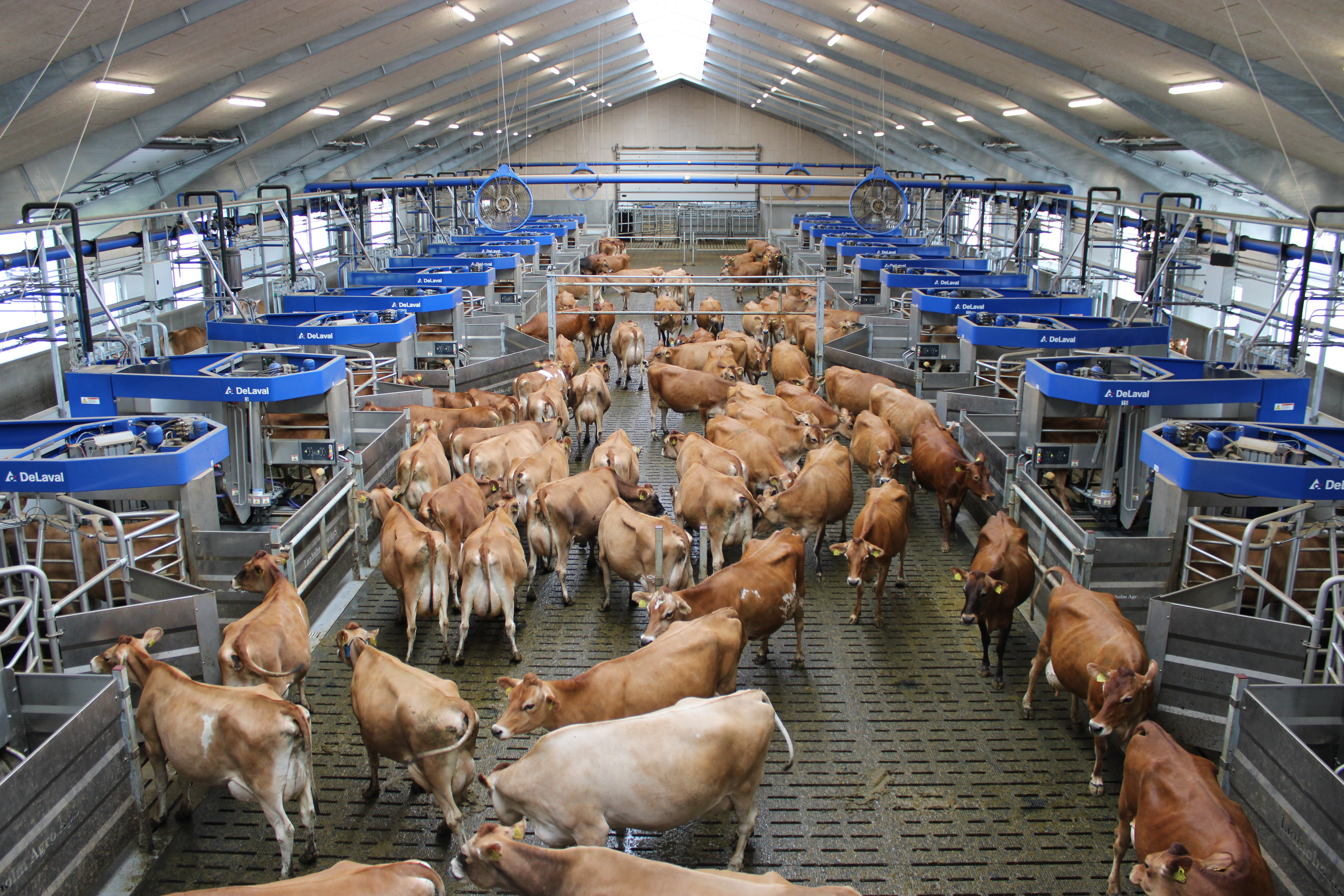 Bild 1: Batch Milking Anlage Lønholm Agro in Kolding/ Dänemark mit Kühen