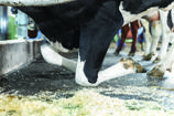 Matelas pour vaches DeLaval M40SB