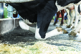 DeLaval Kuhmatratze M40SB