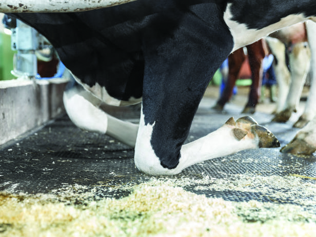 Cow mattress M40SB