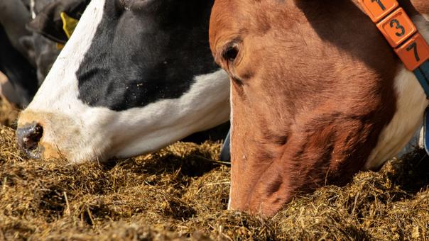 Cows at feed table
