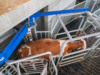 DeLaval Body Condition Scoring Cow being scanned by DeLaval Body Condition Scoring