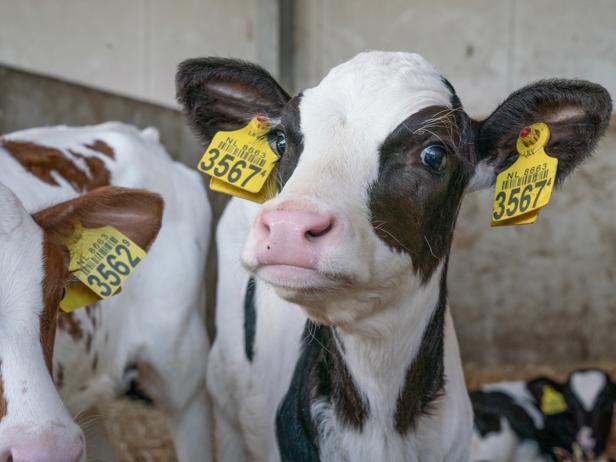 Calves on a DeLaval VMS farm
