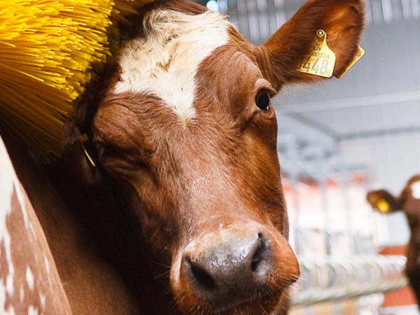 Cow using a rotating cow brush for grooming and comfort in the DeLaval VMS Barn.