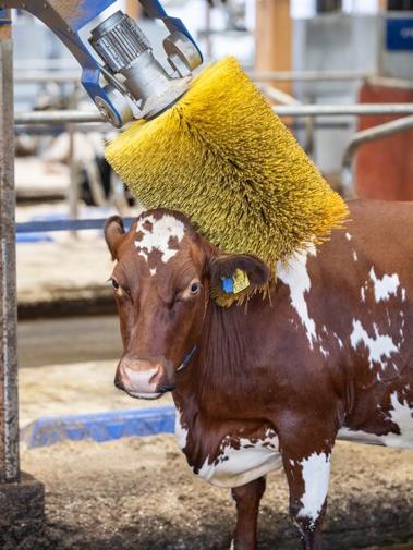 Cow using an automated rotating brush for grooming and comfort in a dairy barn.