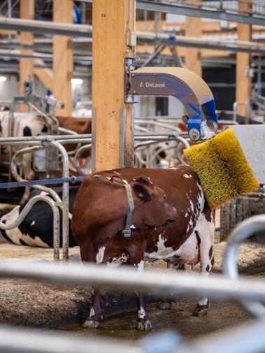 Cow using a rotating cow brush in the DeLaval VMS Barn to support comfort and natural grooming behaviour.
