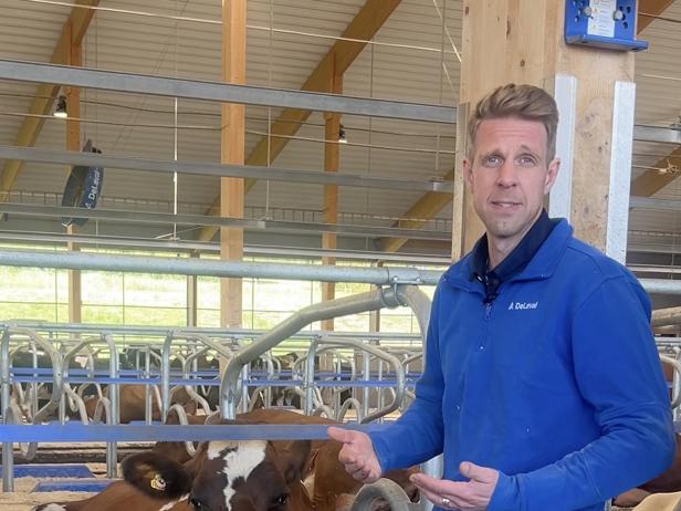 Market Area Development Manager standing beside a resting dairy cow inside a modern dairy barn, with cow stalls and herd management facilities visible in the background.
