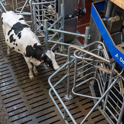 Cow approaching the DeLaval VMS™ milking robot