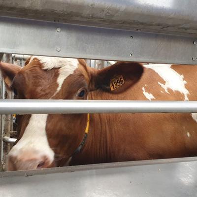 Cow identified and positioned inside the DeLaval VMS™ for access and indexing
