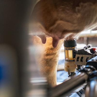 DeLaval VMS™ cleaning cup cleaning and stimulating the teat before milking