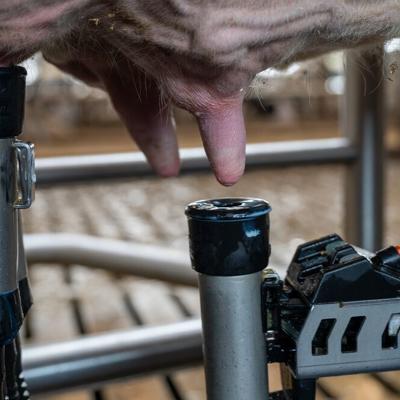 DeLaval VMS™ attaching milking cups to the teats to start milking