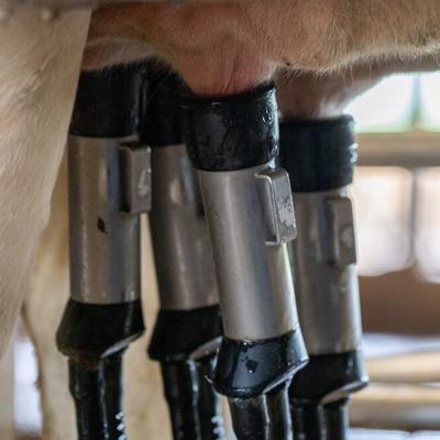 DeLaval VMS™ performing Flow‑Responsive™ Milking with stable teat‑end vacuum during milking