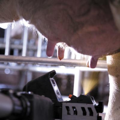 DeLaval VMS™ applying teat spray after milking for udder health protection.