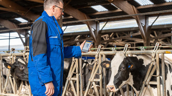 Behaviour analysis data displayed during routine monitoring in a dairy barn