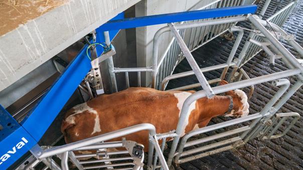 utomated body condition scoring system assessing a dairy cow in a feeding station