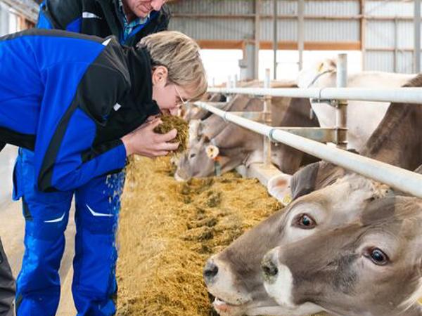 Two farm workers in blue workwear stand in a barn next to a feed barrier, observing and handling feed while several cows eat from a long trough. Wooden beams and a metal roof structure are visible inside the barn.