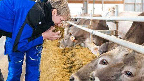 Two farm workers in blue workwear stand in a barn next to a feed barrier, observing and handling feed while several cows eat from a long trough. Wooden beams and a metal roof structure are visible inside the barn.