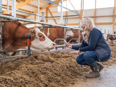 Performance and analytics dashboard displayed on a screen in a dairy environment