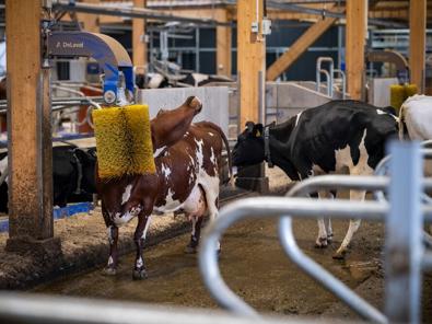 Automated milking system operating in a dairy barn environment with cows moving through the milking area