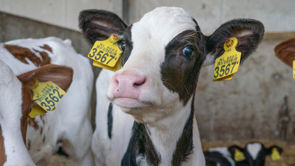 Dairy cow in a barn environment used for reproduction monitoring