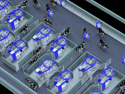 Batch milking layout with automated milking system in a conventional dairy barn