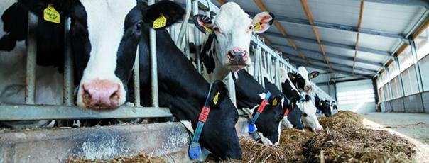 Dairy cows feeding in a barn environment with automated feeding equipment