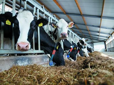 Dairy cows feeding in a barn environment with automated feeding equipment