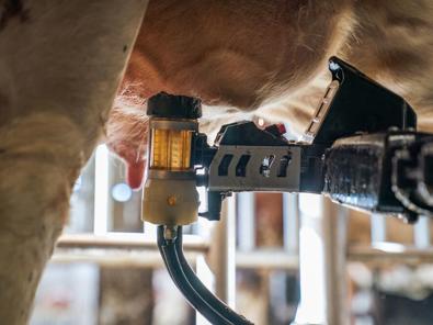 Close‑up view of milking equipment attached to a cow during automated milking