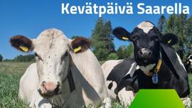 Kevätloikkaa ja kukkaloistoa - laitumelle lasku tapahtuma Saaren kartanolla Mäntsälässä klo 10-15.00