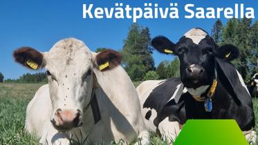 Kevätloikkaa ja kukkaloistoa - laitumelle lasku tapahtuma Saaren kartanolla Mäntsälässä klo 10-15.00
