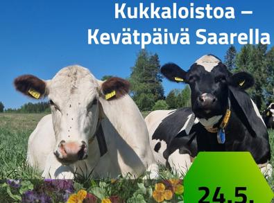 Kevätloikkaa ja kukkaloistoa - laitumelle lasku tapahtuma Saaren kartanolla Mäntsälässä klo 10-15.00