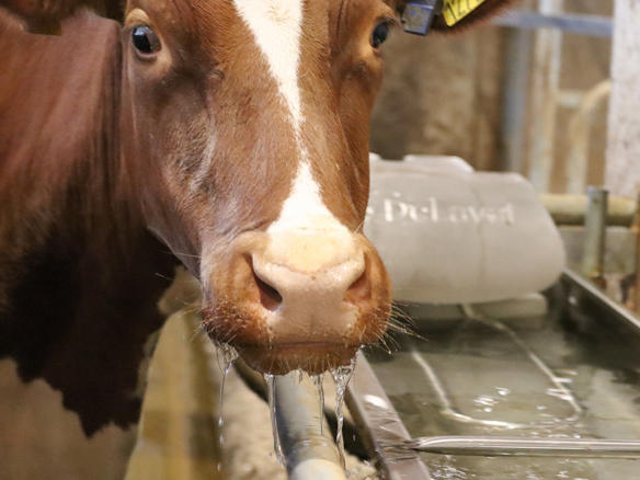 Photo d'une vache s'abreuvant à un abreuvoir en acier inoxydable. Bâtiment VMS, ferme Hamra DeLaval.