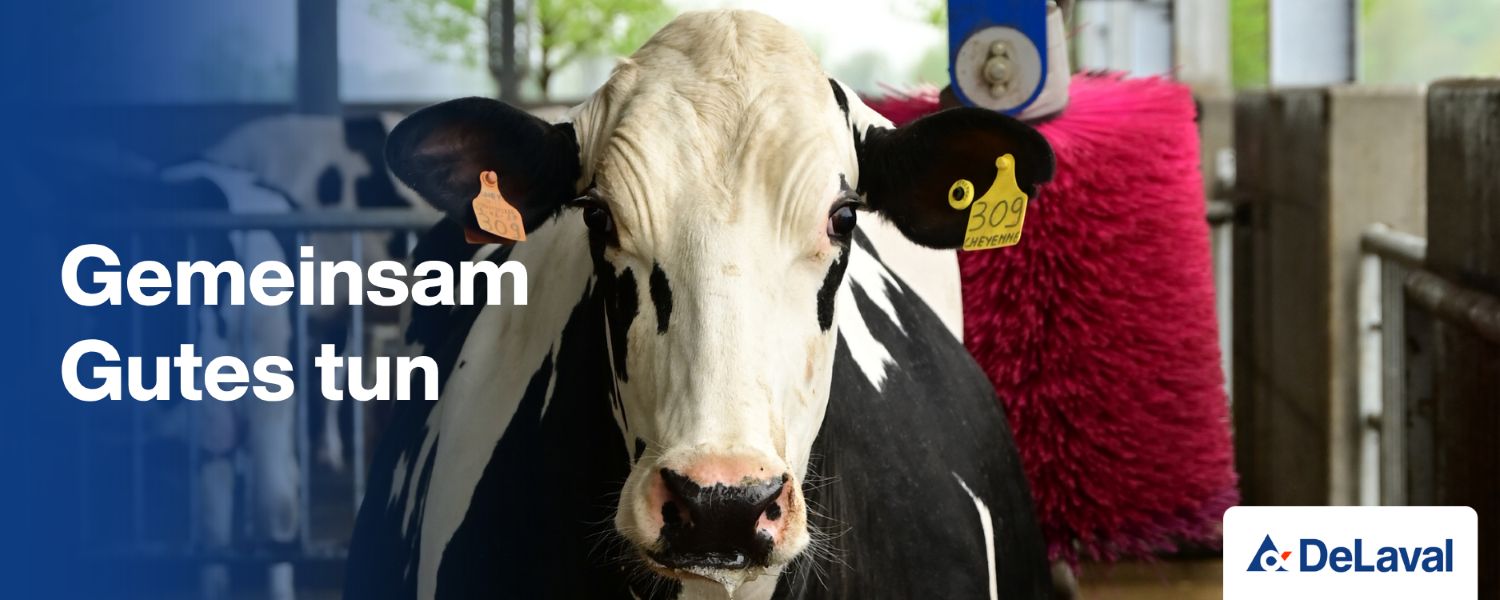 Schwarz-weiße Holstein-Kuh im Stall mit einer pinkfarbenen automatischen Kuhbürste im Hintergrund.