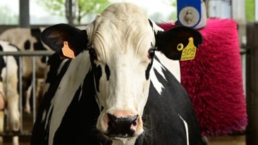 Schwarz-weiße Holstein-Kuh im Stall mit einer pinkfarbenen automatischen Kuhbürste im Hintergrund.