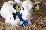 DeLaval neckband comb