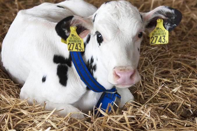 DeLaval neckband comb