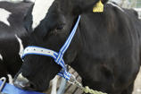 Licols DeLaval