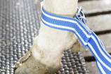 DeLaval anti split band
