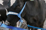 Lead for neckbands