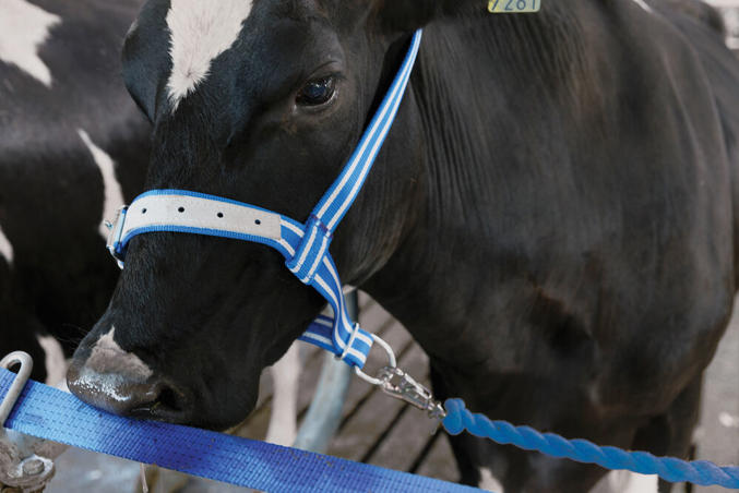 Lead for neckbands