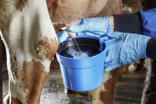 DeLaval blue strip cup