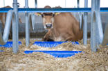 DeLaval brisket board BB100