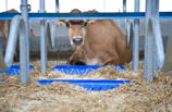 DeLaval brisket board BB100