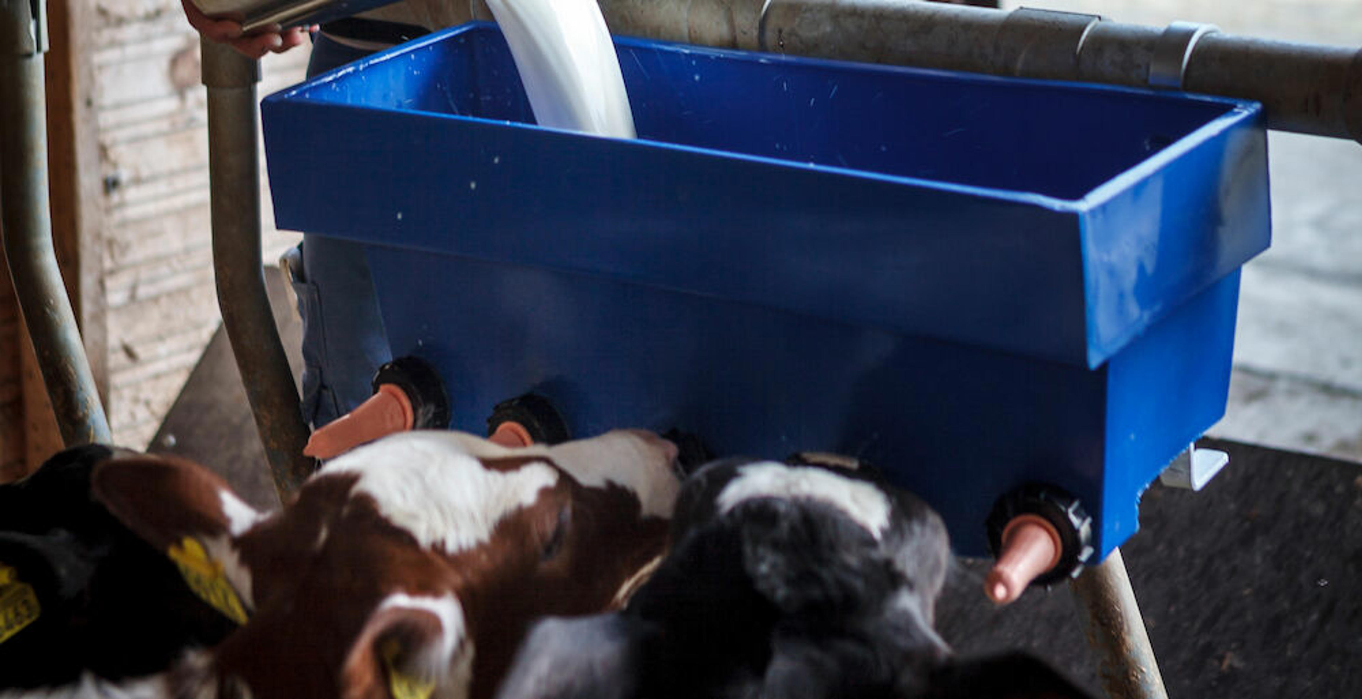 Calf milk feeder N5 - DeLaval