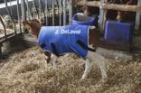 DeLaval calf coat