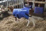 Calf coat