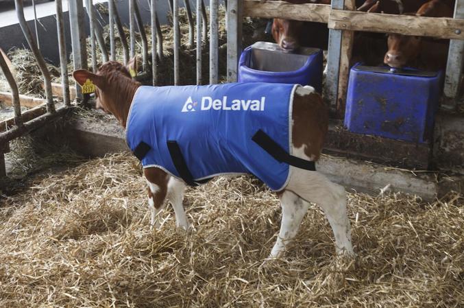 Calf coat