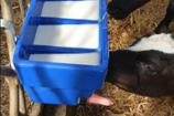 Calf milk feeder CN5