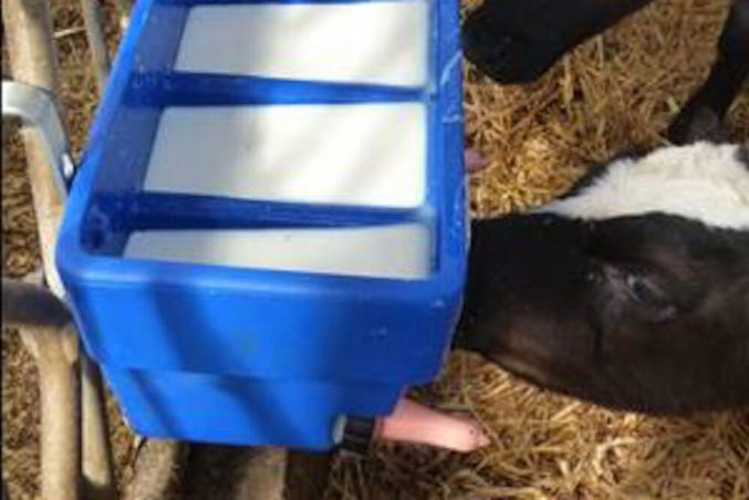 Calf milk feeder CN5