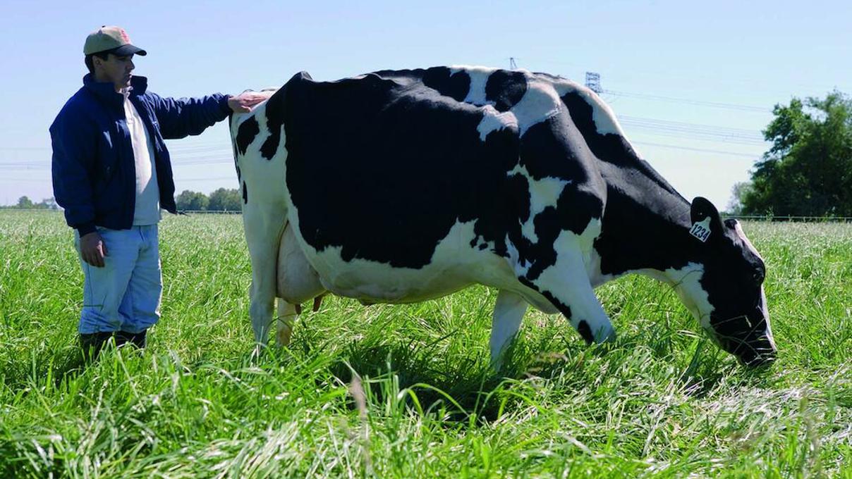 Cow Check In Counter BioModels - DeLaval